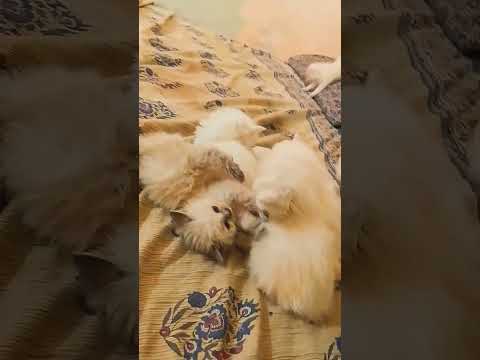 Kittens available for sale contact me