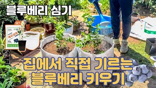 【집에서 블루베리 키우기】 쉬운 블루베리 묘목재배 DIY 키트 심기 