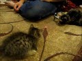 Laser kitten! Mercury the two legged kitten takes on ...