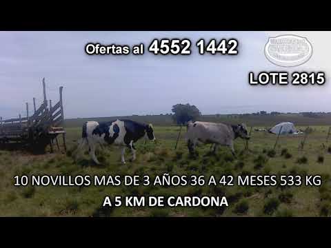 Lote 10 Novillos más de 3 años 6 HO- 3 NO- 1 HO c/ NO 533 Kgkg -  en Piedra Chata- A 5  Km de Cardona