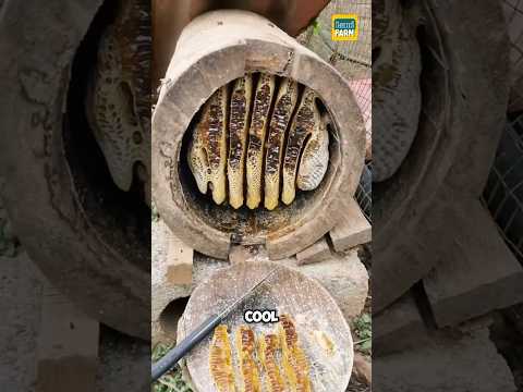 How Chinese people keep bees in tree trunks #bee #honey #beekeeping #shorts