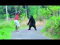 Gorilla Attack Prank Scary Gorilla Prank On Public Part 19 4 Minute Fun