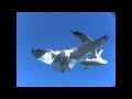 UltraSlo Gulls In Flight And Close Up