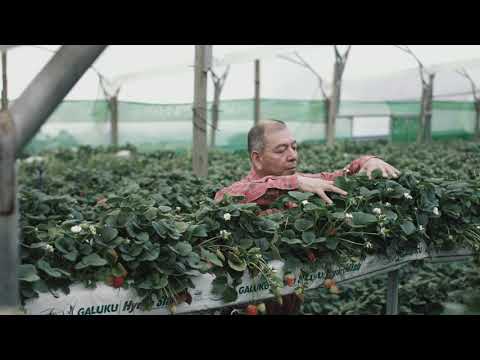 Finca Fresas de Altura