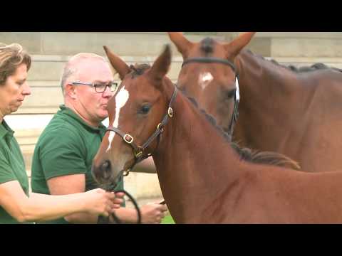 Show Aqps Ouest 2019 : Lot 11 - N(CREME CASSIS 2019)