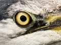 Big Eel Is Hunted For Its Meat By A Bird That Consumes River Prey