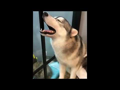 Funny yet awesome dogs