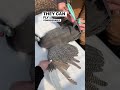 Why We Clip Our Guinea Fowl S Wing