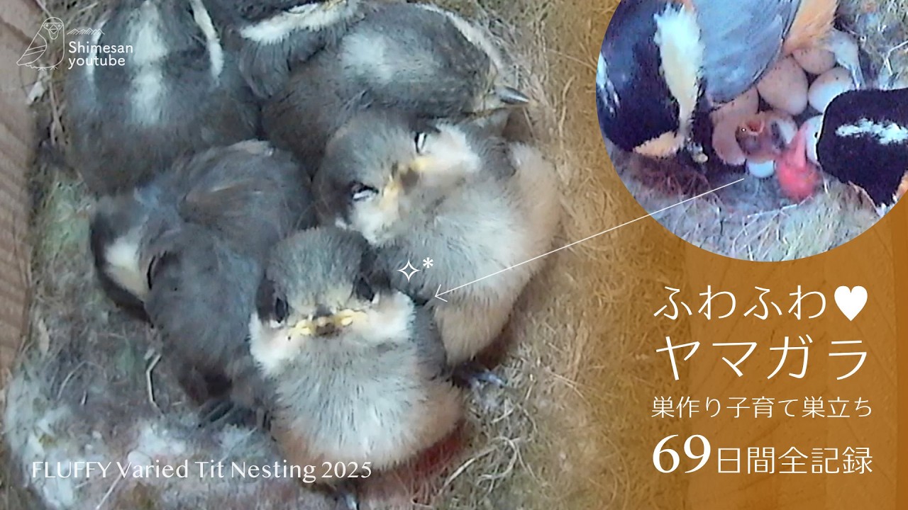 ふわふわ..♥ ヤマガラの巣作り・子育て・巣立ちまで69日間巣箱観察全記録