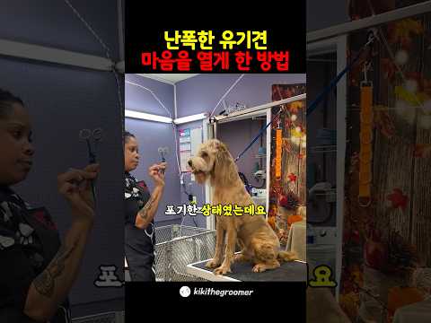 모두가 외면한 난폭한 유기견의 마음을 연 방법