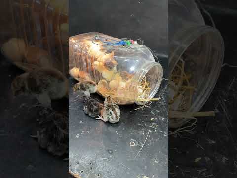 100% SUCCESS - PLASTIC BOTTLE EGG HATCHING