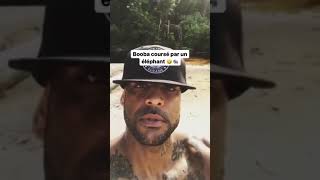 Un éléphant attaque Booba