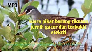 Download lagu Suara pikat burung tikusan, MP3 sangat bersih dan jernih,, sudah terbukti ampuh mp3 Download lagu Suara pikat burung tikusan, MP3 sangat bersih dan jernih,, sudah terbukti ampuh mp3