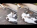 Mother Cat Breastfeeding Kittens Cats Kittens Viral Videos
