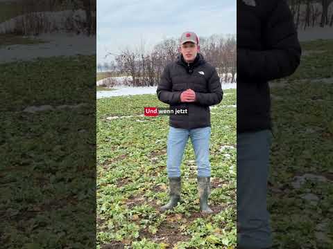 Rapeseed fertilization 2026