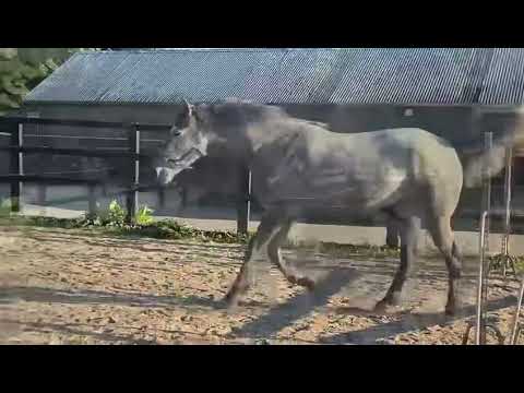Fab Gortfree Lakeside Lad 3yo 16h - Image 2