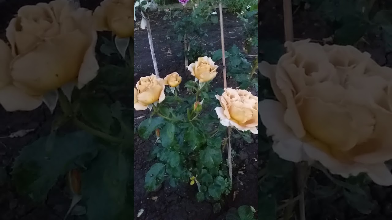 Роза Хани Дижон