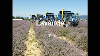 LAVANDE 2020