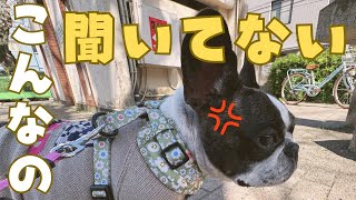 初めての予防接種に行ったらフレブルに怒られた😅