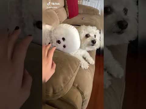 my #dog and #family ///#cute #suscribe 😍😄😊