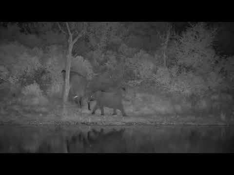 Djuma: Elephant herd gets a drink at the dam - 18:50 - 05/30/2023