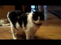 Hector The Cat