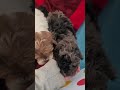 Cockapoo dogs for sale: Amber - Video 1