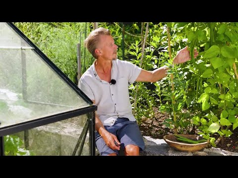 Kökets trädgård del 22 - Odla och skörda bönor - Köket