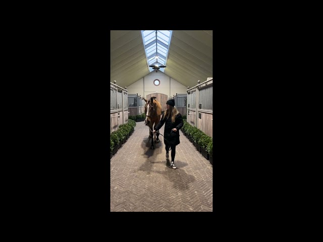Umpire Prinsenveld DSC walk & 360