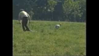 Omagio a Ribot de la Noce