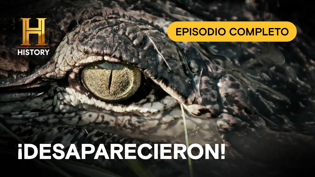 ¿A dónde fueron los caimanes desaparecidos? El gran enigma del pantano - Misterios del pantano