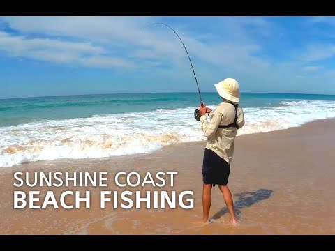 download lagu mp3 mp4 Tailor Fishing Sunshine Coast, download mp3 Tailor Fishing Sunshine Coast free download mp3, download mp3 Tailor Fishing Sunshine Coast