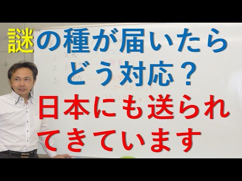 スターワート、中国の愚か者の帽子 植物