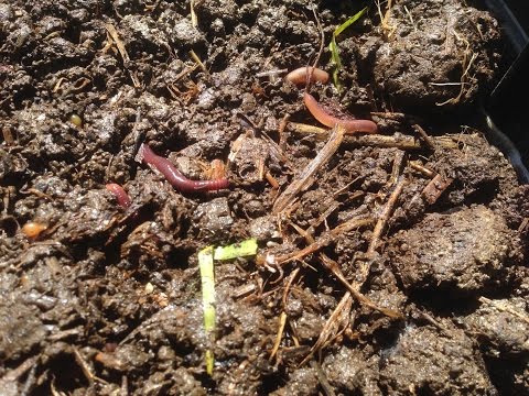 How to Start a Worm Farm for Cheap!