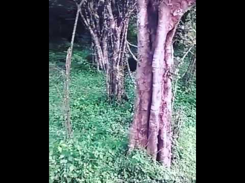 ruwan yala jeep safari