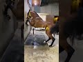 Angry Arabian Horse Angryhorse Shorts Shortsfeed 2023 Horse