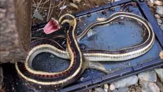 The surprising adventures of a snake and a glue trap.