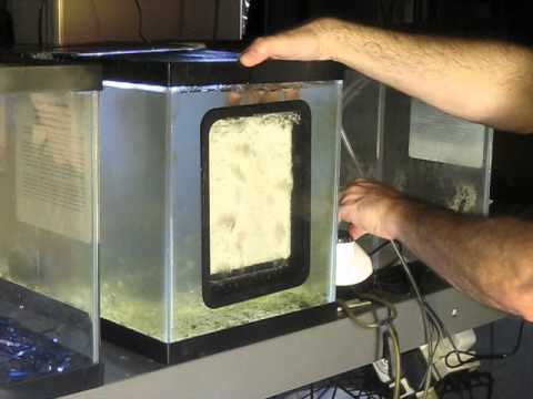 Santa Monica Filtration HOG1.3 Upflow Algae Scrubber - Unboxing and Installation