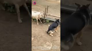 Download lagu Goat vs. Wild Boar vs. Dog?! 🐐🐗🐶 Who WINS?! 🤯 #AnimalBattle #FarmFight mp3