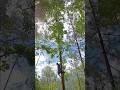 Cutting Branches For Domastic Animal Grasscutting Trending Hotshot Song Love Bollywood