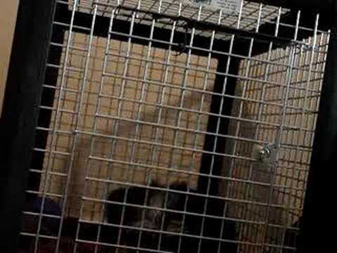 Merlin manipulating his way out of his crate