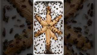 Inside the Skeleton: Starfish Beetle Decomposition