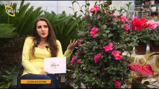 ÇİÇEKLER DİYARI - KAMELYA BİTKİSİ