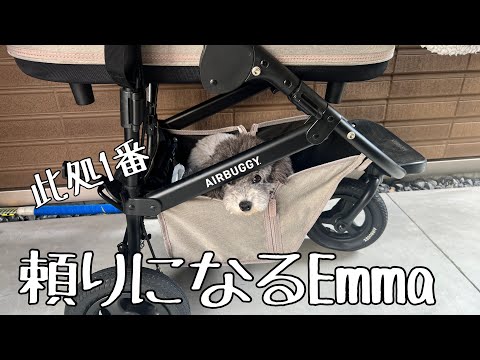 【大喧嘩勃発‼️】#uno1ワンチャンネル #宇野昌磨 #宇野樹 #いぬとの暮らし #トイプードル生活 #フィギュアスケート