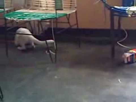 tom y jerry venezolano