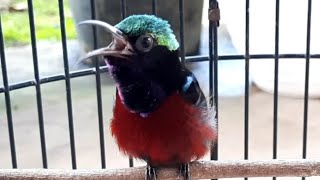 Download lagu Pancingan kolibri ninja dada merah | Konin damer gacor mp3