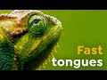 Fast Tongues l Chameleons in Slow-motion