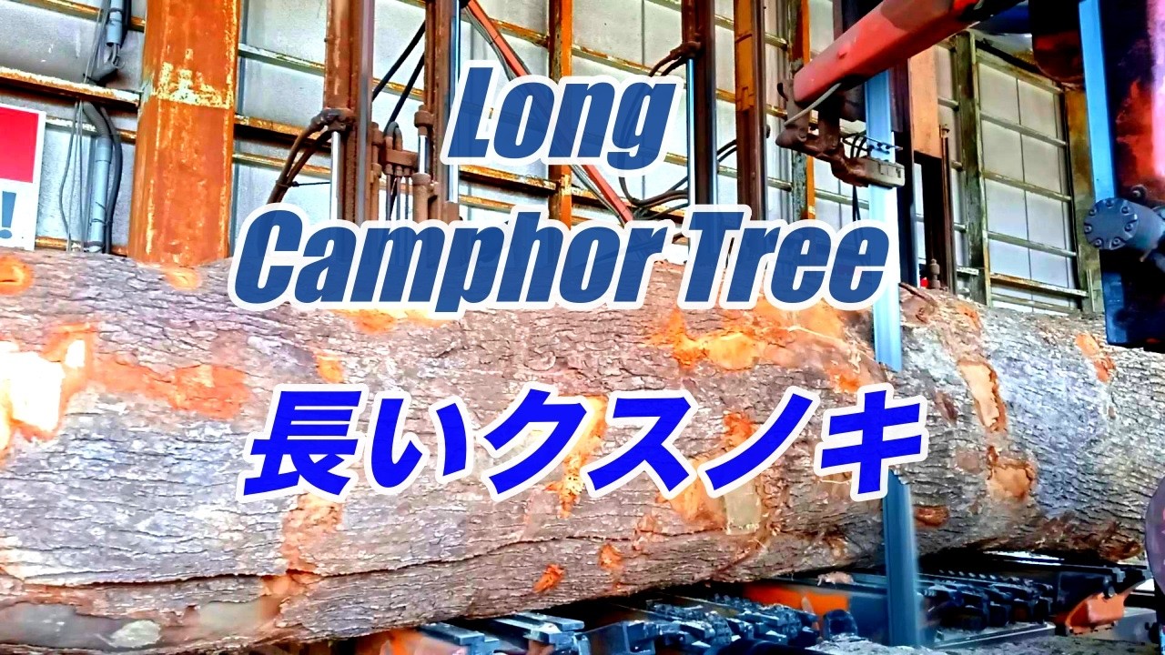 ５M Long Camphor Tree 長いクスノキ製材動画！！