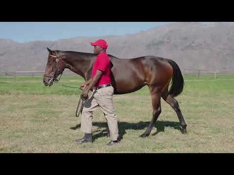 Lot 122 – Manhattan x Querari