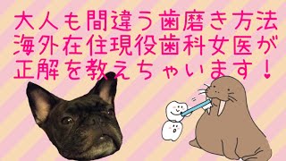 大人も間違う歯磨き方法！現役歯科女医が正しい方法を三つ直伝！